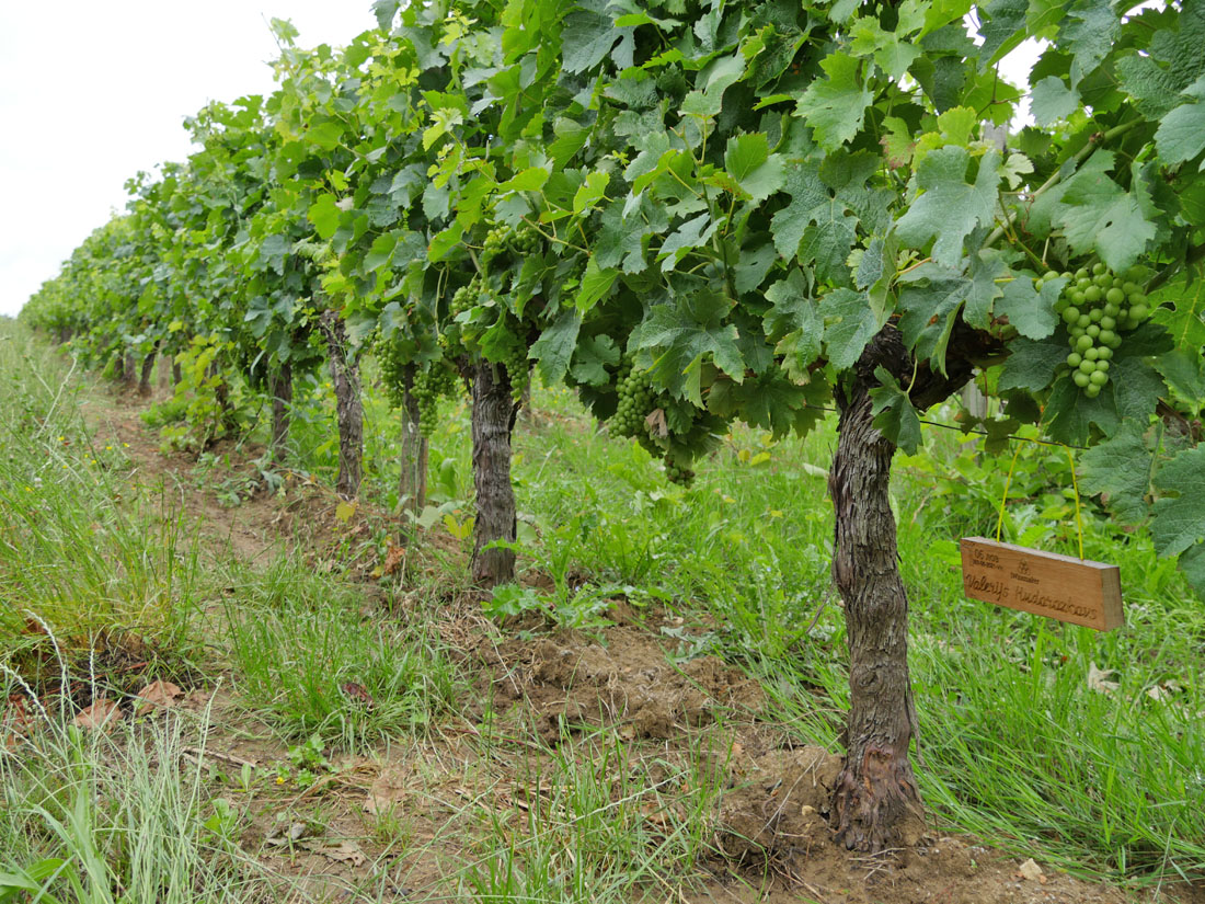 Виноградник на урожай